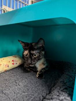 Rescue Domestic Short Hair Cats for Adoption in Sherwood, Oregon - Choco | PetCurious