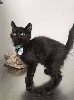 Gherkin -  Domestic Medium Hair Cat Available for Adoption in Tucson, Arizona - Gherkin | PetCurious
