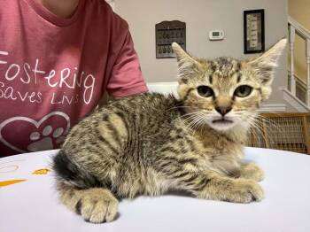 Mickey -  Domestic Short Hair Cat for Adoption in Virginia Beach, Virginia - Mickey | PetCurious
