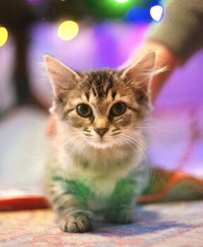 Rescue Domestic Medium Hair Cats for Adoption in Lenexa, Kansas - Roo | PetCurious
