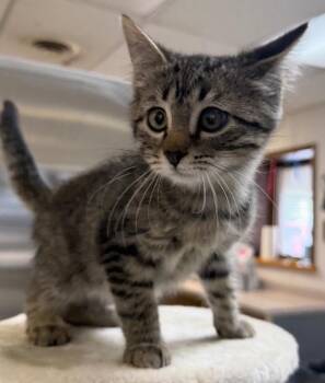 Leonardo DiCatprio -  Domestic Short Hair Cat for Adoption in Columbus, Nebraska - Leonardo DiCatprio | PetCurious