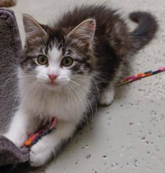 Bubbles -  Domestic Long Hair and Domestic Short Hair Cat for Adoption in Verona, Wisconsin - Bubbles | PetCurious