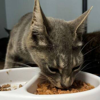 Stesser -  Domestic Medium Hair Cat for Adoption in Kingman, Arizona - Stesser | PetCurious