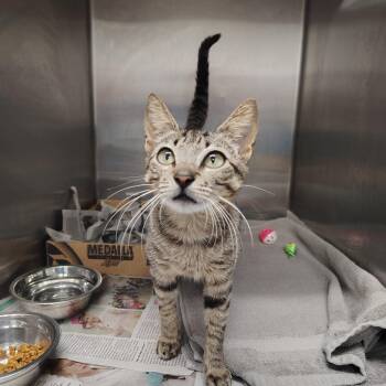 Domestic Short Hair Cats Available for Adoption in Vieques, Vieques - Squeaky | PetCurious