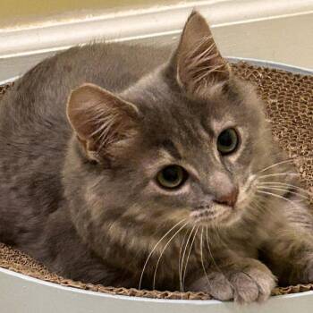 Byrd -  Domestic Medium Hair Cat for Adoption in Candler, North Carolina - Byrd | PetCurious