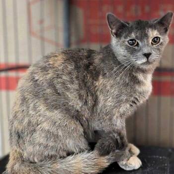 Elaine -  Domestic Short Hair Cat for Adoption in Seven Valleys, Pennsylvania - Elaine | PetCurious