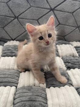 PUFF -  Domestic Short Hair Cat for Adoption in Colorado Springs, Colorado - PUFF | PetCurious