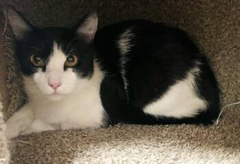 Rescue Domestic Short Hair Cats for Adoption in Joshua Tree, California - FRANKIE | PetCurious