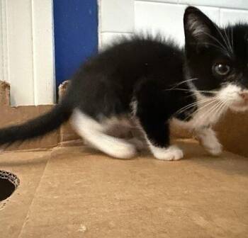 Niya -  Domestic Short Hair Cat for Adoption in Tampa, Florida - Niya | PetCurious