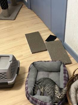 Honeysuckle -  Domestic Short Hair Cat for Adoption in Mckinney, Texas - Honeysuckle | PetCurious