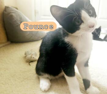 POUNCE -  Domestic Short Hair Cat for Adoption in Wilmington, North Carolina - POUNCE | PetCurious