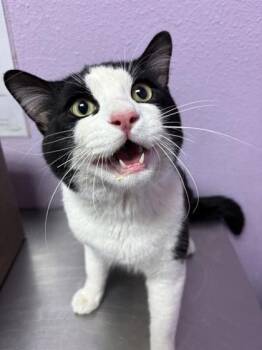 Domestic Short Hair Cats Available for Adoption - 60638702 | PetCurious