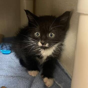 Churu -  Domestic Short Hair Cat for Adoption in Mentor, Ohio - Churu | PetCurious