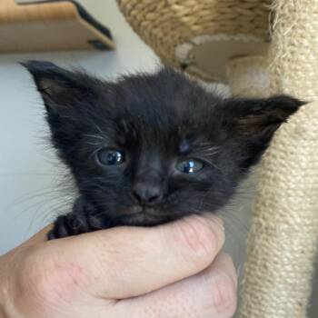 Forest -  Domestic Short Hair Cat for Adoption in Long Beach, California - Forest | PetCurious