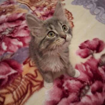 Astra -  Domestic Medium Hair Cat for Adoption in Miami, Oklahoma - Astra | PetCurious