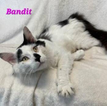 Rescue Domestic Long Hair Cats for Adoption in Aurora, Nebraska - Bandit | PetCurious