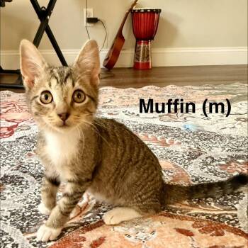 Muffin -  Domestic Short Hair Cat for Adoption in NEW PT RICHEY, Florida - Muffin | PetCurious