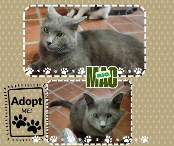 American Shorthair Cats Available for Adoption - Big Mac | PetCurious