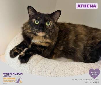Athena -  Domestic Long Hair Cat for Adoption in Eighty Four, Pennsylvania - Athena | PetCurious