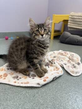 Blackberry -  Domestic Short Hair Cat for Adoption in Trenton, Maine - Blackberry | PetCurious
