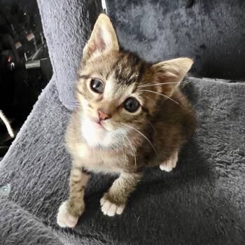 Portia -  Tabby Cat for Adoption - Portia | PetCurious