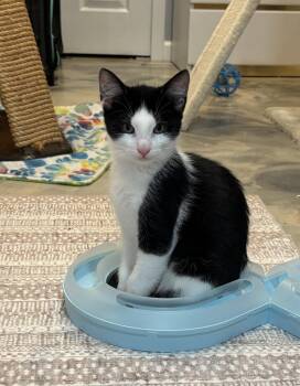 MaesSon -  Domestic Short Hair and Tuxedo Cat for Adoption in Walled Lake, Michigan - MaesSon | PetCurious