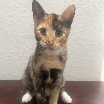 Maple -  Domestic Short Hair Cat for Adoption in Jupiter, Florida - Maple | PetCurious