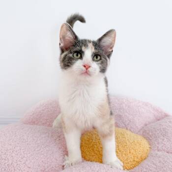 Wanda -  Dilute Calico Cat for Adoption in New Orleans, Louisiana - Wanda | PetCurious