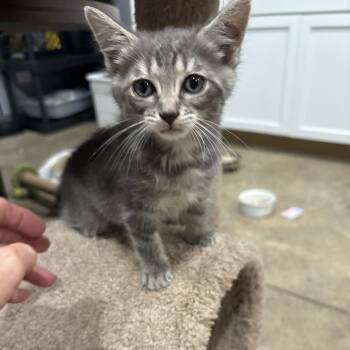 Whitney -  Domestic Medium Hair Cat for Adoption in Shelbyville, Indiana - Whitney | PetCurious
