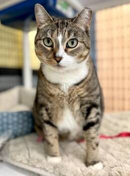 Domestic Long Hair Cats Available for Adoption - BUTTERBALL | PetCurious