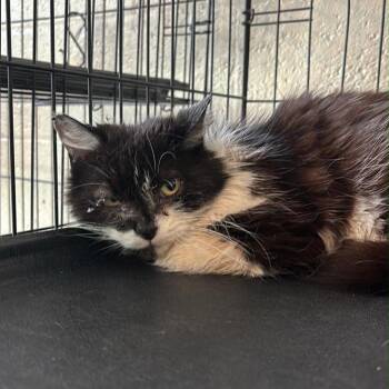 Domestic Short Hair Cats Available for Adoption in Huntington, West Virginia - Magpie | PetCurious