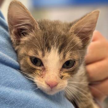 Domestic Short Hair Cats Available for Adoption in Huntsville, Alabama - Maeve | PetCurious
