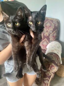 Sadie and Salem -  Domestic Short Hair Cat for Adoption in Tampa, Florida - Sadie And Salem | PetCurious