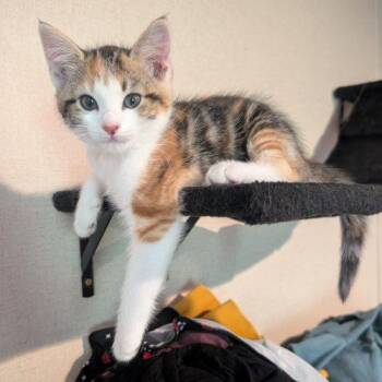 Megan -  Calico and Domestic Short Hair Cat for Adoption in Knoxville, Tennessee - Megan | PetCurious