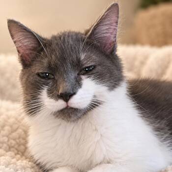 Aurora Long -  Domestic Short Hair Cat for Adoption in Woodstock, Virginia - Aurora Long | PetCurious