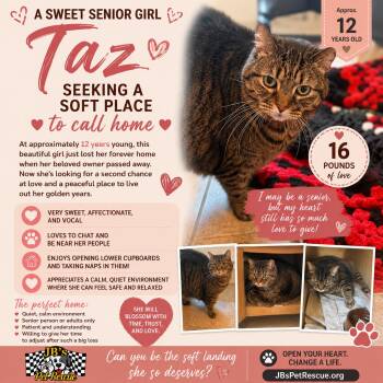 Taz -  Domestic Short Hair Cat for Adoption in Mesquite, Texas - Taz | PetCurious