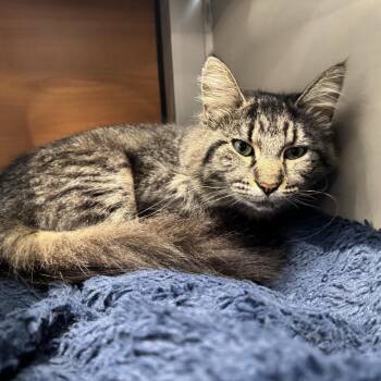 Momo -  Domestic Medium Hair Cat for Adoption in Brentwood, Missouri - Momo | PetCurious