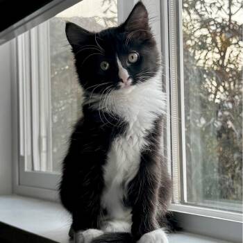 Cheshire -  Domestic Long Hair Cat for Adoption in Pendleton, Oregon - Cheshire | PetCurious