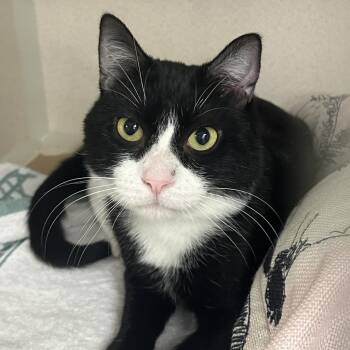 Orbit -  Domestic Short Hair Cat Available for Adoption in New York, New York - Orbit | PetCurious