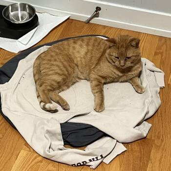 Barnaby -  Domestic Short Hair Cat for Adoption in Chicago, Illinois - Barnaby | PetCurious