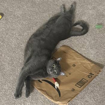 Lulu (Biloxi) -  Domestic Short Hair Cat for Adoption in Tallahassee, Florida - Lulu (Biloxi) | PetCurious
