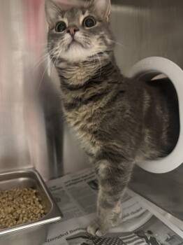 PILAF -  Domestic Short Hair Cat for Adoption in Hagerstown, Maryland - PILAF | PetCurious