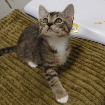 Domestic Short Hair Cats Available for Adoption in York, Pennsylvania - Mushroom | PetCurious