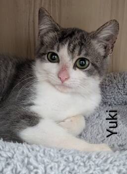 Yuki -  Domestic Medium Hair Cat for Adoption in Flint, Michigan - Yuki | PetCurious