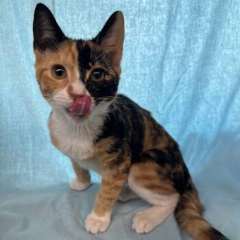 Rescue Domestic Short Hair Cats for Adoption in Lake Panasoffkee, Florida - Blanche | PetCurious