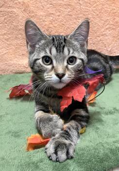 Luka - KBC -  Domestic Short Hair and Tabby Cat for Adoption in Dublin, Ohio - Luka - KBC | PetCurious