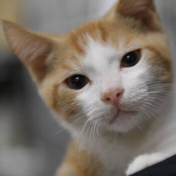 Ikaika -  Domestic Short Hair Cat for Adoption in Redwood City, California - Ikaika | PetCurious
