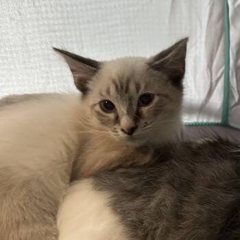 Sirius Ask to Meet In Foster -  Domestic Short Hair Cat for Adoption in Elyria, Ohio - Sirius Ask To Meet In Foster | PetCurious