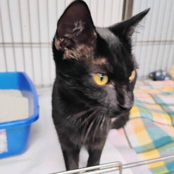 Rescue Domestic Short Hair Cats for Adoption in Duncan, Oklahoma - Poppy | PetCurious