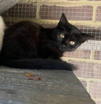 Mila -  Domestic Short Hair Cat for Adoption in Versailles, Kentucky - Mila | PetCurious